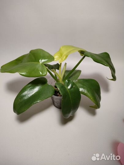 Филодендроны