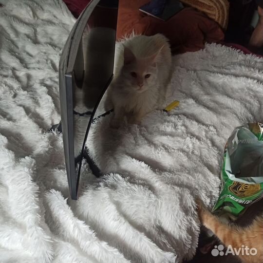 Монитор изогнутый