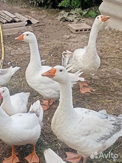Гуси, утки,куры