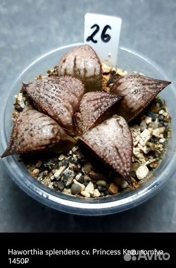 Хавортия(splendens, picta) 2
