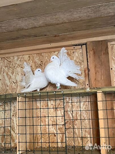 Голуби павлины