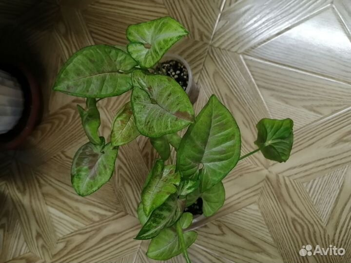 Сингониумы