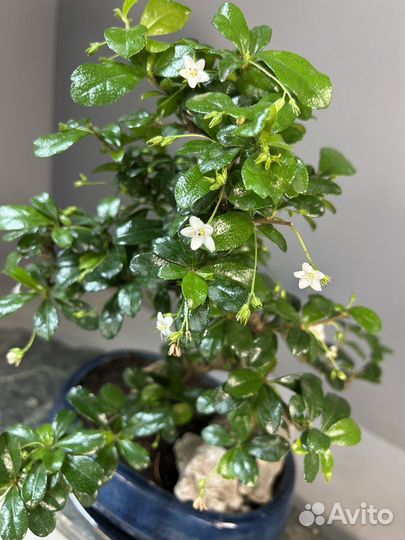 Дерево - Бонсай Кармона со скалой