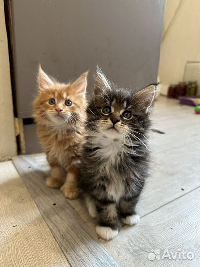 Котята мейн-кун