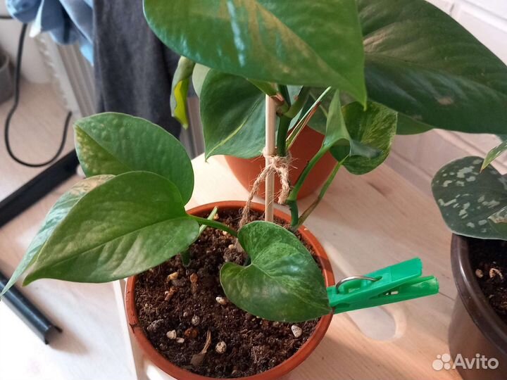 Эпипремнумы сортовые