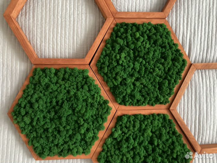 Рамки соты со стабилизированным мхом