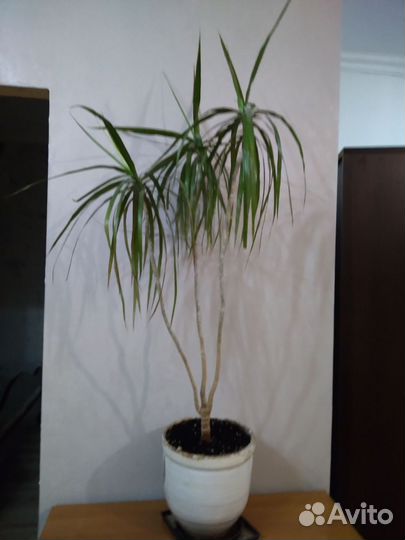 Комнатные растения цветы