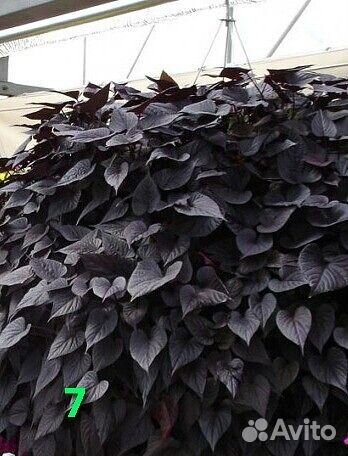 Ипомея батат декоративнолистная