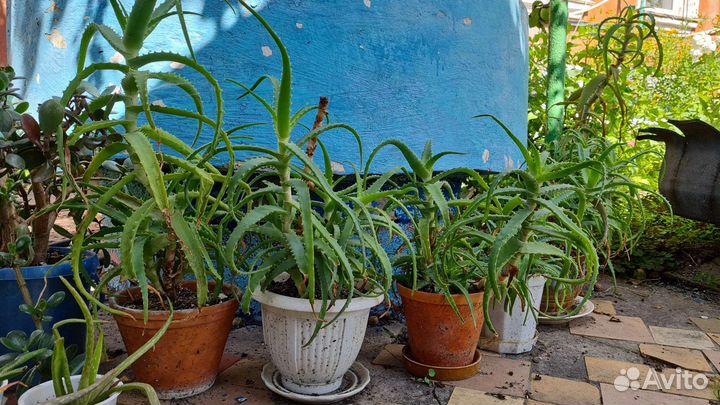 Алоэ столетник лечебный