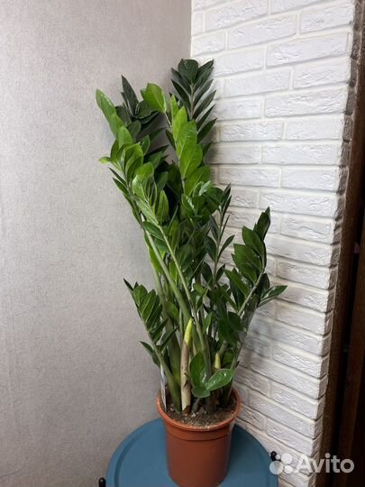 Замиокулькас долларовое дерево комнатные цветы