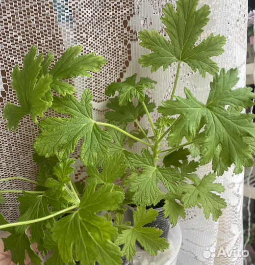 Пеларгония герань душистая