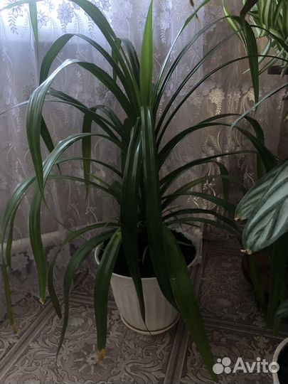 Комнатные цветы