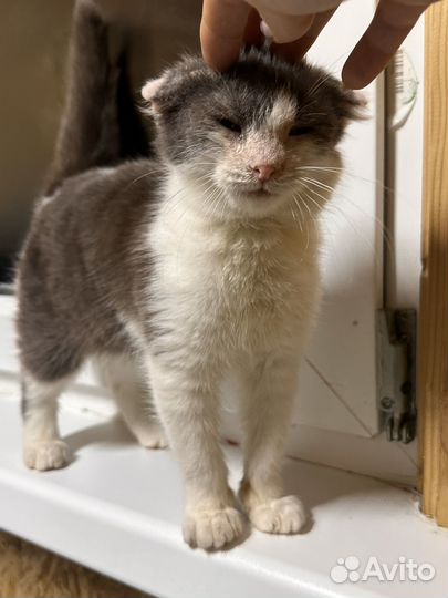 Ласковая топотушка с улицы