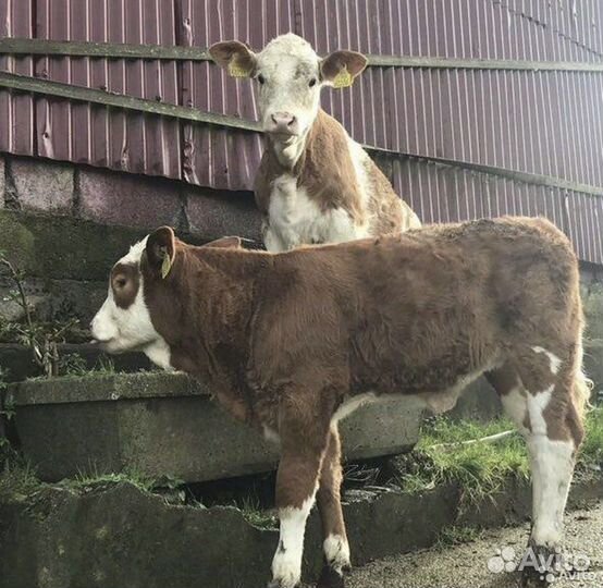 Бычки крс молодняк