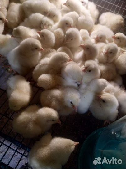 Гусята, утята, мулард и др.молодняк С/Х птицы