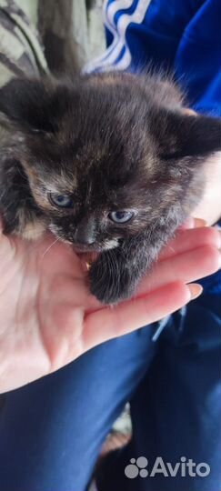 Кошки