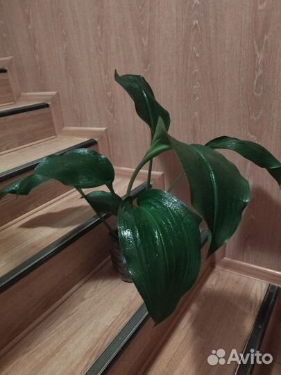 Эухарис. Амазонская лилия