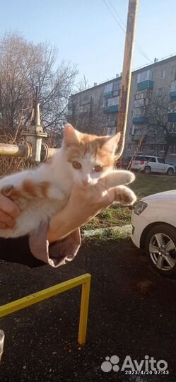 Котенок ищет дом