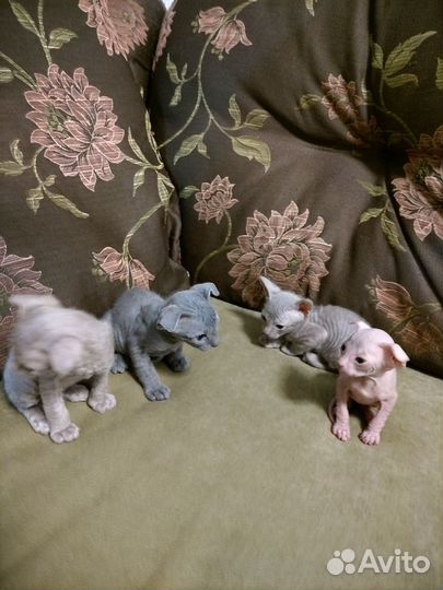 Кошки донской сфинкс