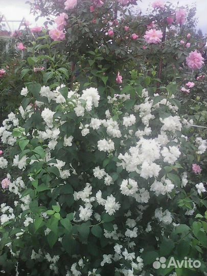 Чубушник Снежная лавина