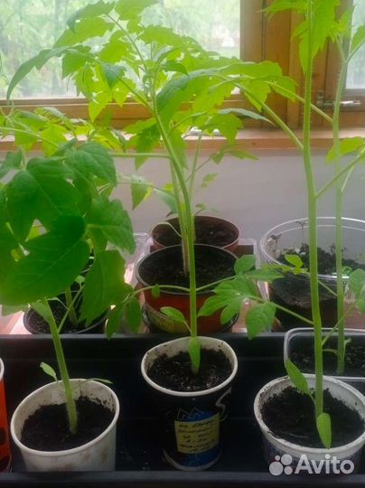 Рассада помидоров томатов