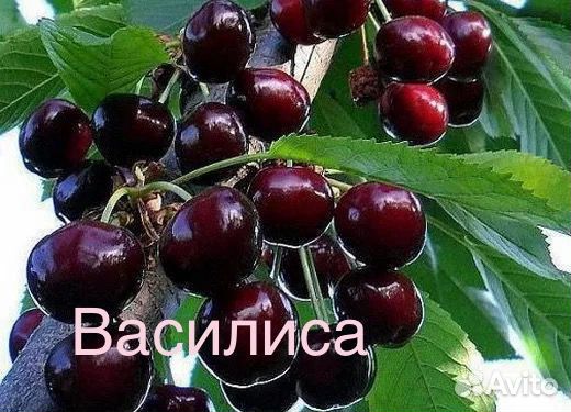 Черешня