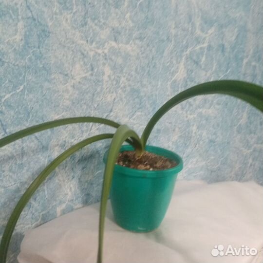 Гиппеаструм амариллис