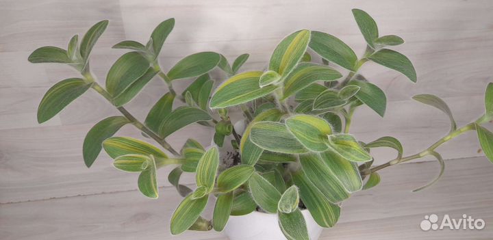 Цветы комнатные