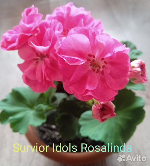 Пеларгонии сортовые