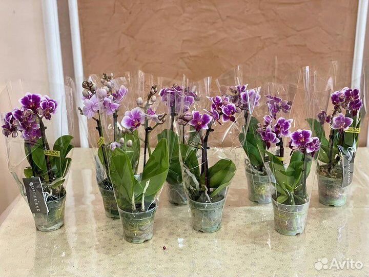 Мини орхидея