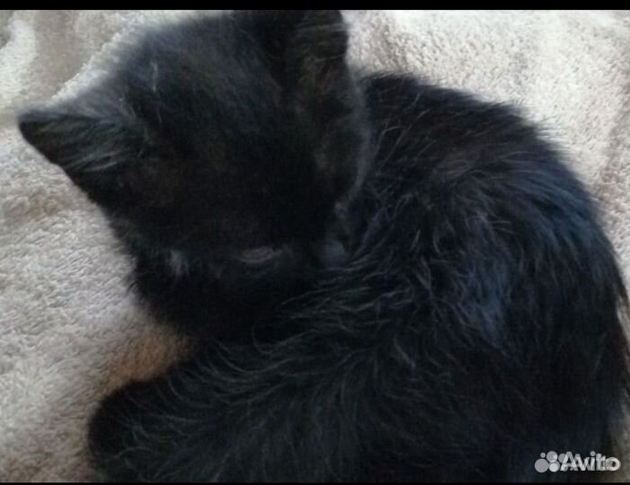 Котенок в дар девочка