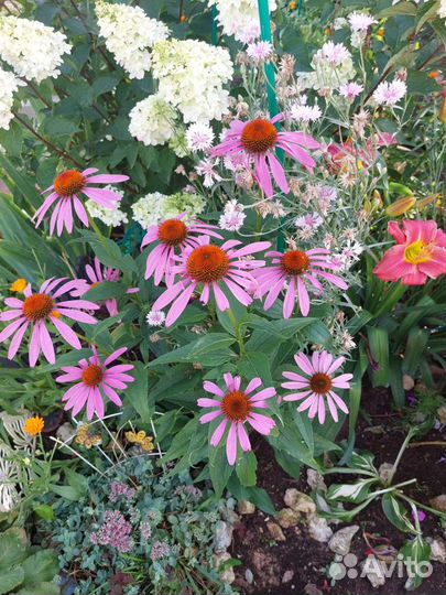 Гвоздика бордюрная, Эхинацея,аквилегия
