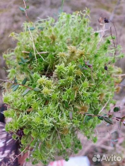 Мох сфагнум живой