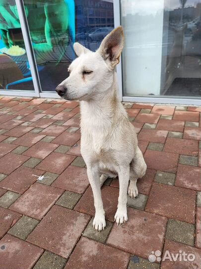 Добрая малышка с детства на улице