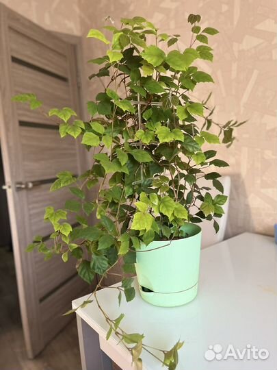 Комнатные цветы березка