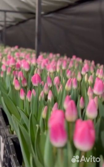 Тюльпаны к 8 марта оптом