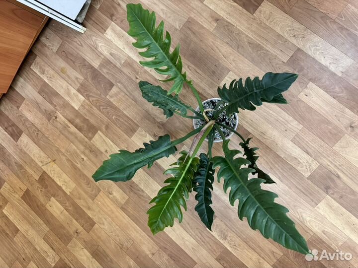 Филодендроны