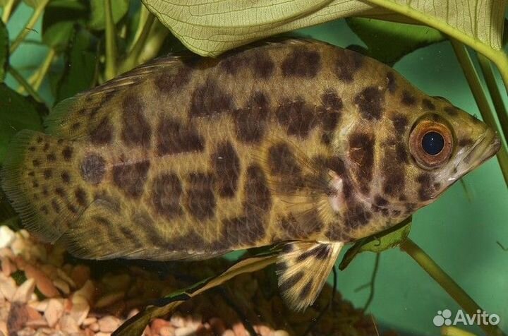 Ктенопома леопардовая