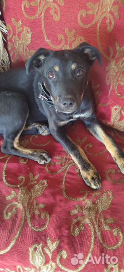 Отдам в добрые руки щенка мальчика