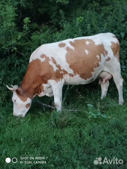 Коровы, тéлки