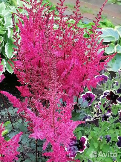 Растения цветы для сада