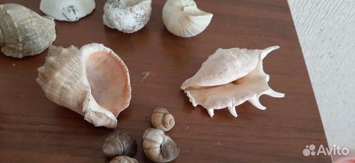 Ракушки, камни, грунт для аквариума