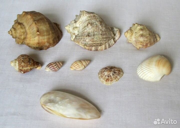 Набор морских раковин для аквариума