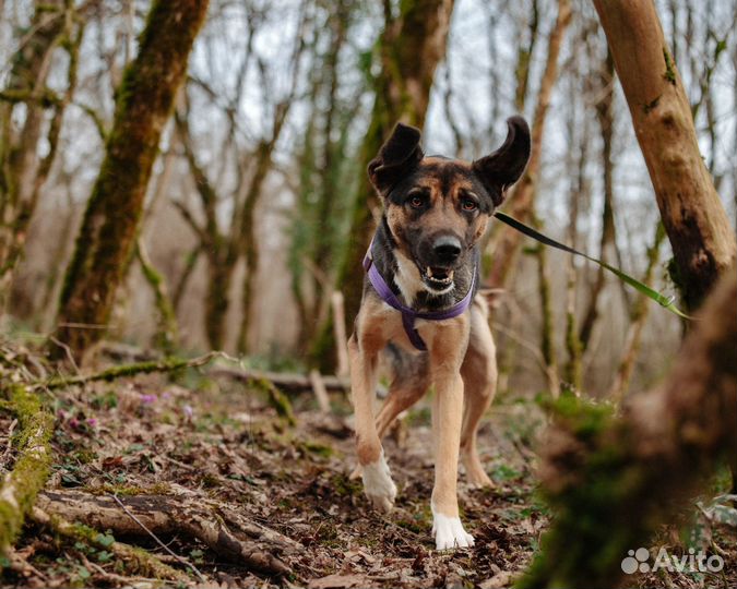 Саломон ищет дом