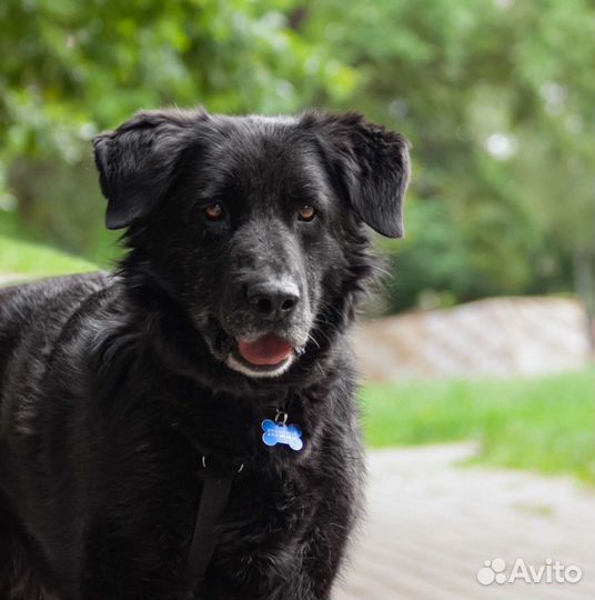 Ласковый мишка