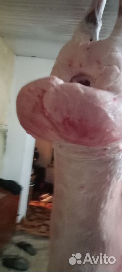 Эдильбаевские бараны