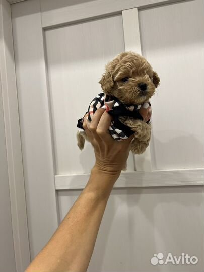 Мальтипу Ф1 мальчик премиум