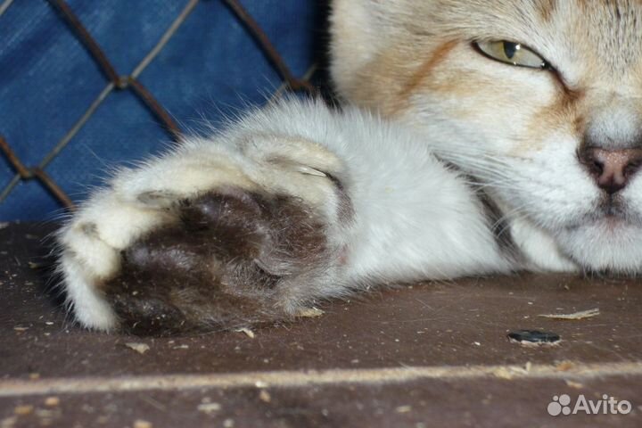 Песочная кошка или арабская кошка маргарита