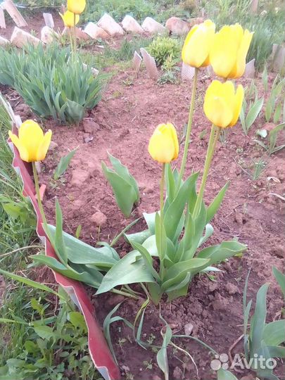 Многолетние цветы для сада