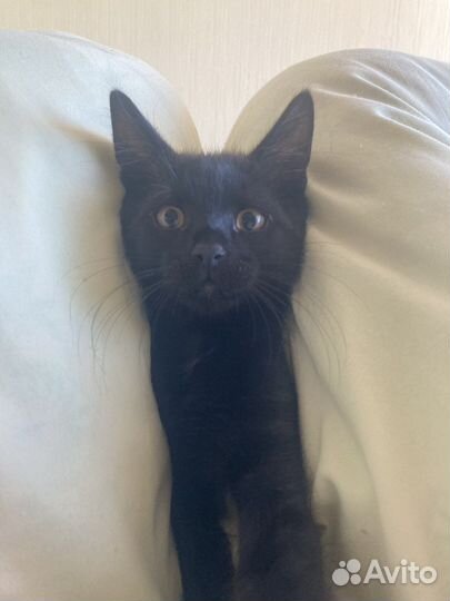 Котик для вязки